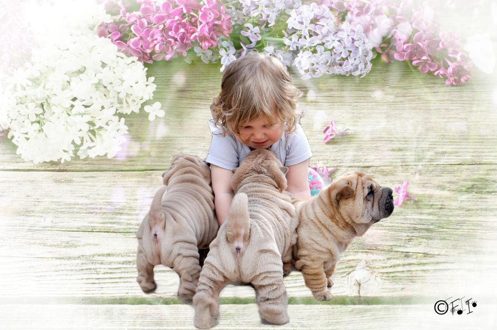 Des oursons des sables - Shar Pei - Portée née le 06/04/2020