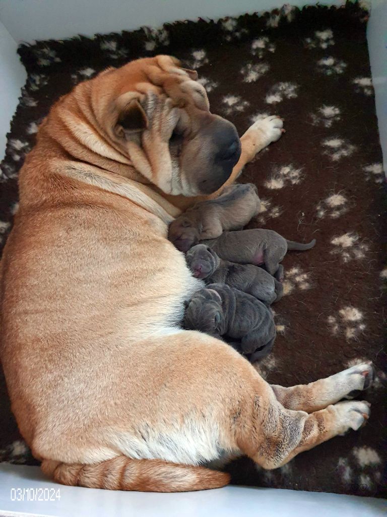 chiot Shar Pei Des oursons des sables