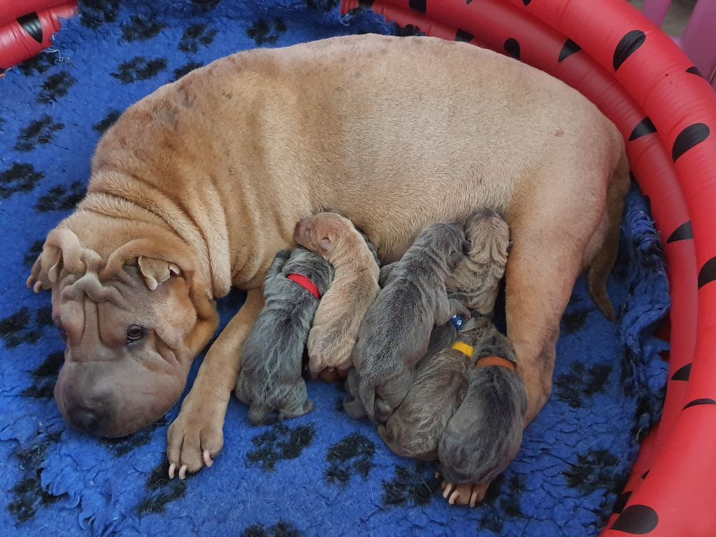 chiot Shar Pei Des oursons des sables