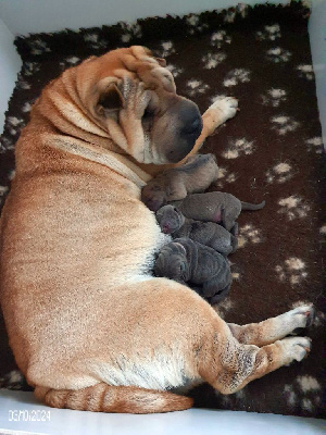 Des oursons des sables - Shar Pei - Portée née le 02/10/2024