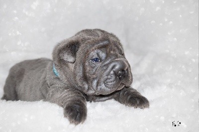 Des oursons des sables - Shar Pei - Portée née le 27/10/2021