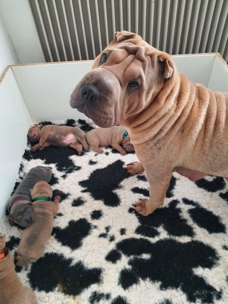 chiot Shar Pei Des oursons des sables