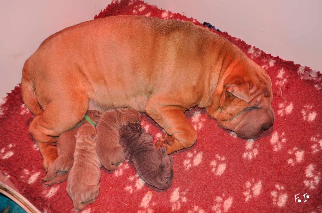 Des oursons des sables - Shar Pei - Portée née le 05/03/2019