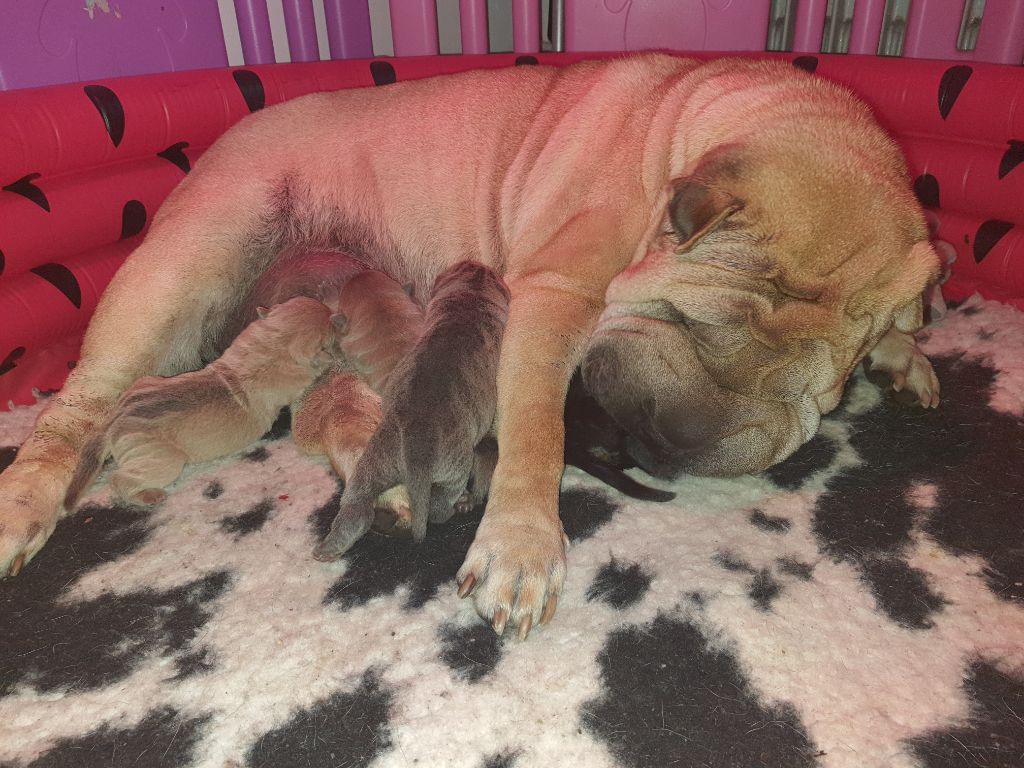 Des oursons des sables - Shar Pei - Portée née le 26/09/2023